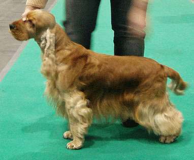 Ch. Xanthos z Vejminku  - CACIB Show Katowice (Polen) - CWC, CACIB, BOB