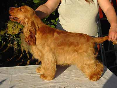 Xarfais Golden Pride z Vejminku 