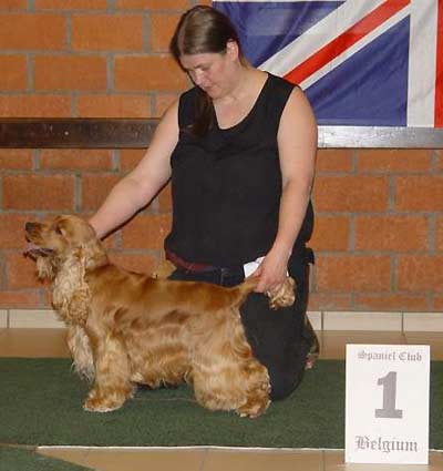Ch. Show Belgian Cocker Club - Xarfais Golden Pride z Vejminku&nbsp;won puppy dog under breed specialist Mrs Linda Robinson (GB)