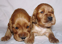X - litter