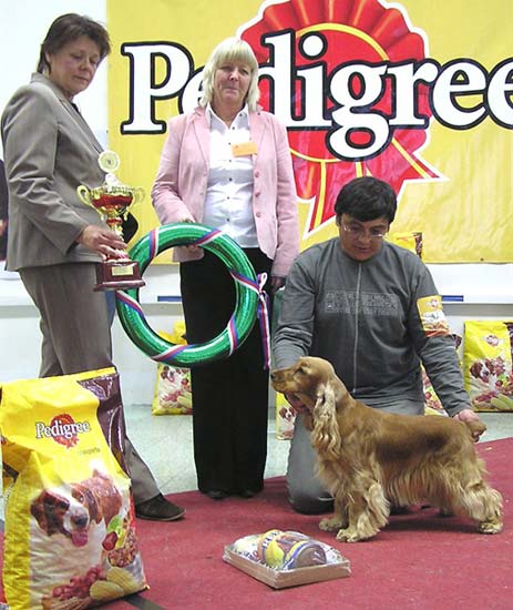 5.11.2006 - Club Winner Show of Slowakian Spaniel Club in Nitra under Mrs Ann Chris Johansson. Great day for us again. Windy z Vejminku went CAC, Club Winner, Best Of Breed, Best working dog (all breeds),  BEST IN SHOW.