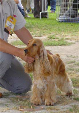 Windy z Vejminku - CACIB Show at Mlada Boleslav 2006