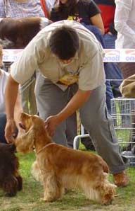Windy z Vejminku - CACIB Show at Mlada Boleslav 2006