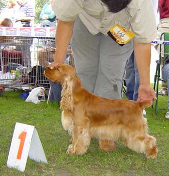 Windy z Vejminku - CACIB Show at Mlada Boleslav 2006