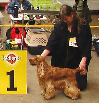 Xarfais Golden Pride z Vejminku  won puppy dog again with Anw.Dt.J.Ch Club at CACIB Lingen.