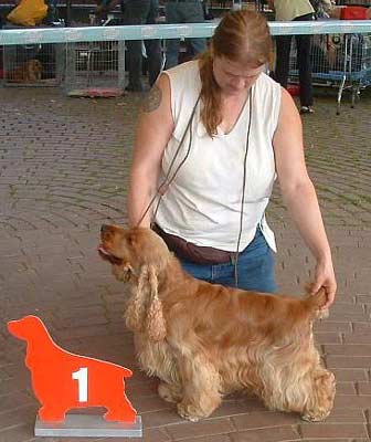 Another great success of Xarfais Golden Pride z Vejminku at Rheda�s Show (Germany)&nbsp;again ... Big congratulation Dorothea,&nbsp;I am very proud dad... 